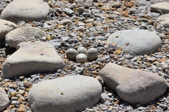 PICT Plover eggs at John Martin Reservoir - CPW PICT Plover eggs at John Martin Reservoir - CPW