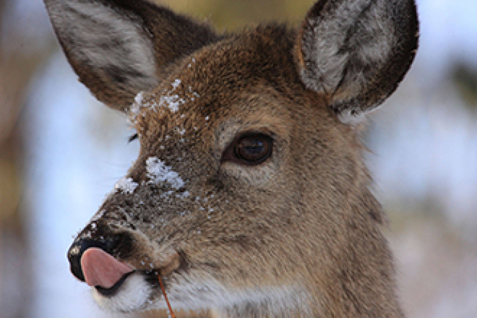 Deer in snow Deer in snow