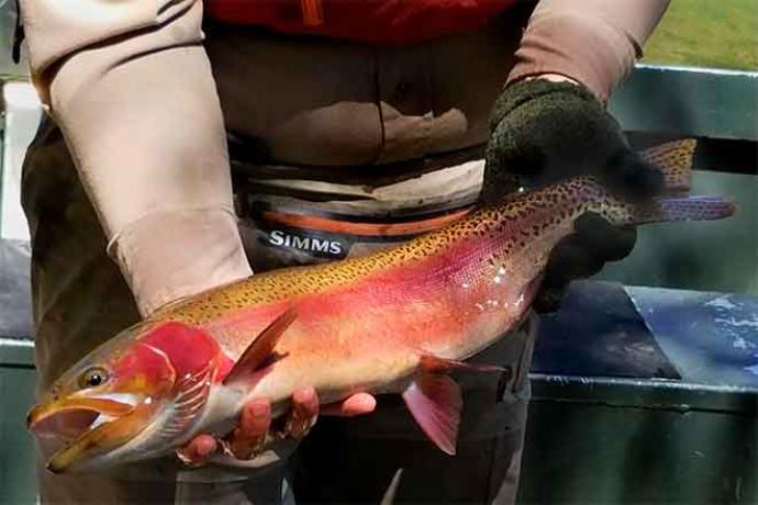 64J1 Rainbow Trout Fish - CPW - Bill Vogrin Rainbow Trout Fish - CPW - Bill Vogrin