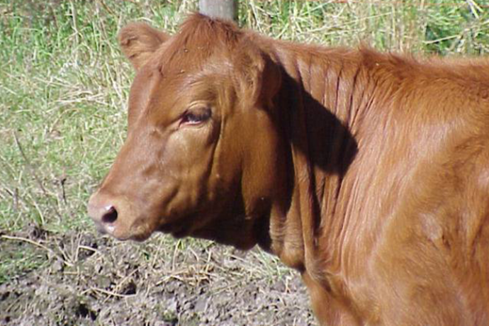 PROMO 660 x 440 Animal - Agriculture Cattle Red Angus Heifer - Wikimedia PROMO 660 x 440 Animal - Agriculture Cattle Red Angus Heifer - Wikimedia