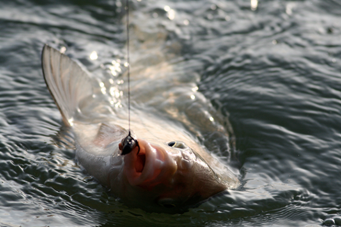 PROMO 660 x 440 Animal - Fish Brème Line - possible Wikimedia PROMO 660 x 440 Animal - Fish Brème Line - possible Wikimedia