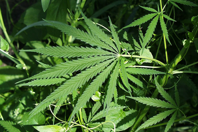 PROMO 660 x 440 Marijuana - Wikimedia Public Domain PROMO 660 x 440 Marijuana - Wikimedia Public Domain