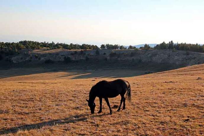 PROMO 64J1 Animal - Horse Range Pasture Outdoor Bureau of Land Management BLM - iStock - htrnr PROMO Animal - Horse Range Pasture Outdoor Bureau of Land Management BLM - iStock - htrnr