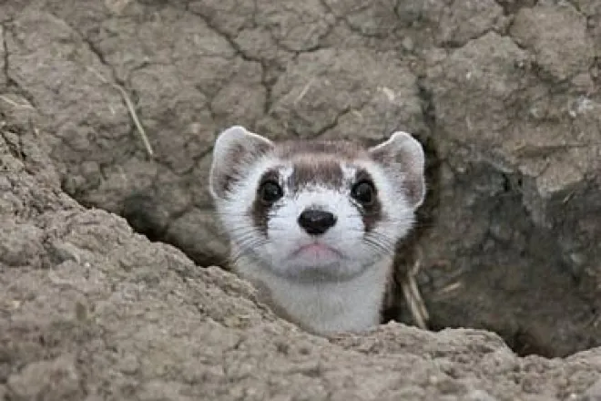 PICT - Black Footed Ferret - USFWS