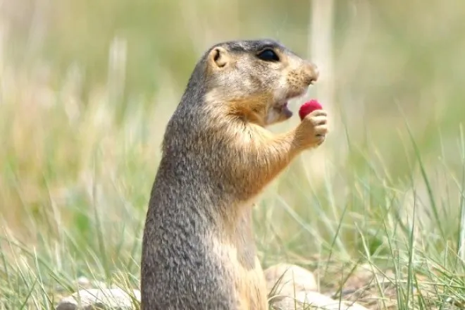 PICT Prairie Dog Eating Vaccine Bait - CPW PICT Prairie Dog Eating Vaccine Bait - CPW