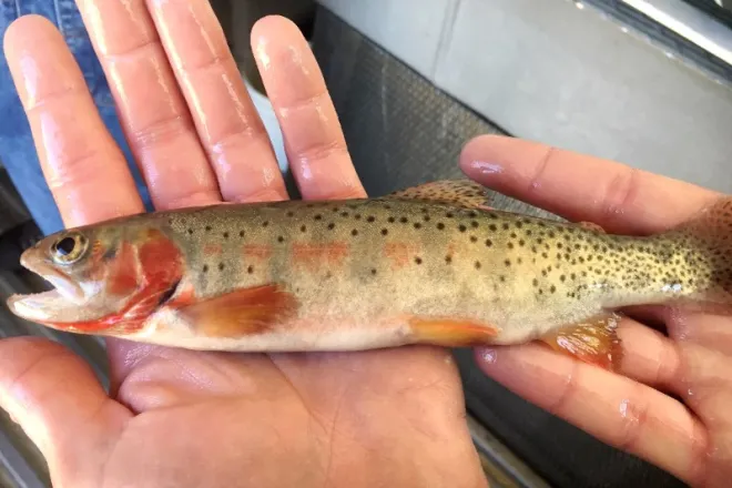 PICT Hayden Creek Trout in Hand - CPW PICT Hayden Creek Trout in Hand - CPW