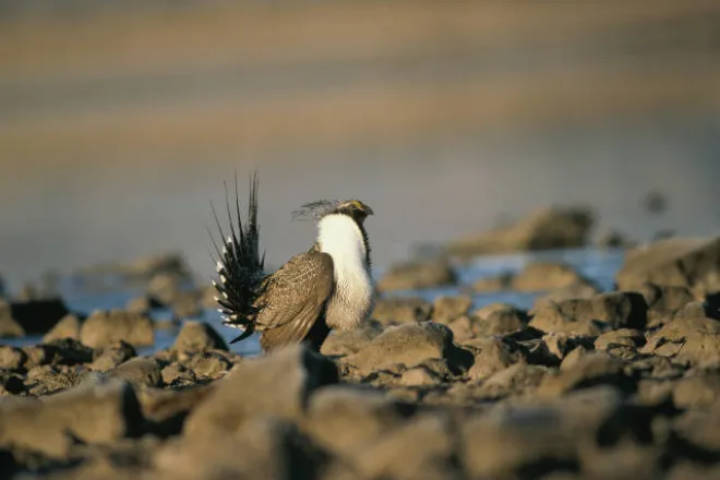 PICT - Greater Sage Grouse - USFWS