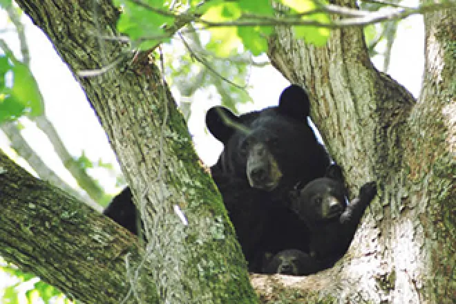 PICT Louisiana Black Bear - USFWS