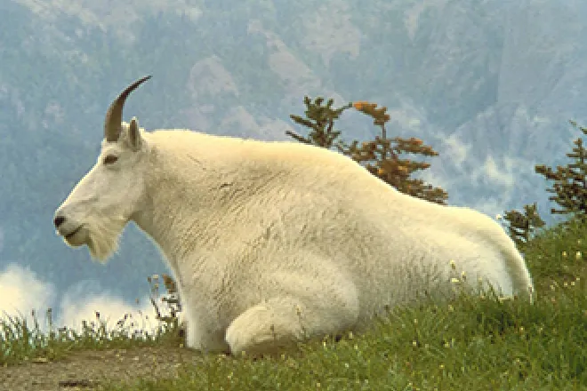 PICT Mountain Goat - USFWS