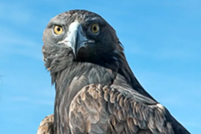 PICT Golden Eagle - CPW PICT Golden Eagle - CPW