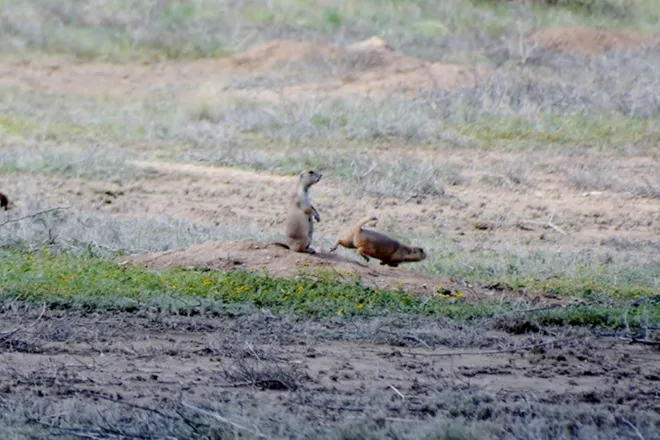 PICT Prairie Dogs - CPW PICT Prairie Dogs - CPW