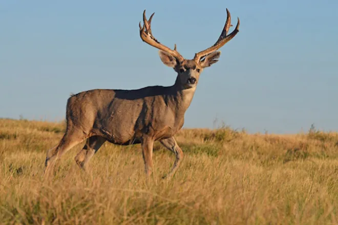 PICT Deer - CPW PICT Deer - CPW