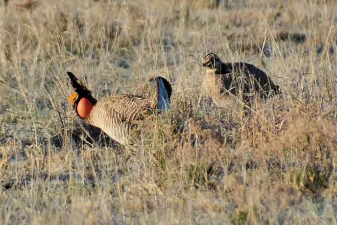 PICT 64J1 Male Female Lesser Prairie Chickens - CPW PICT 64J1 Male Female Lesser Prairie Chickens - CPW