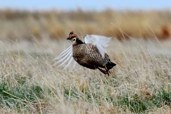 PICT 64J1 Male Lesser Prairie Chicken in Flight - CPW PICT 64J1 Male Lesser Prairie Chicken in Flight - CPW