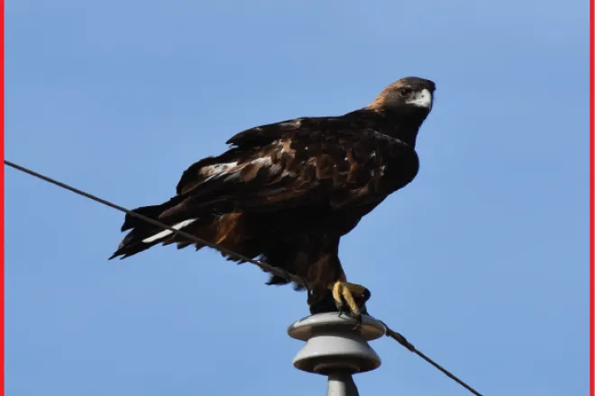 Photo of the Week - 2019-11-22 - Golden eagle perched on a utility pole south of Eads, Kiowa County, Colorado.