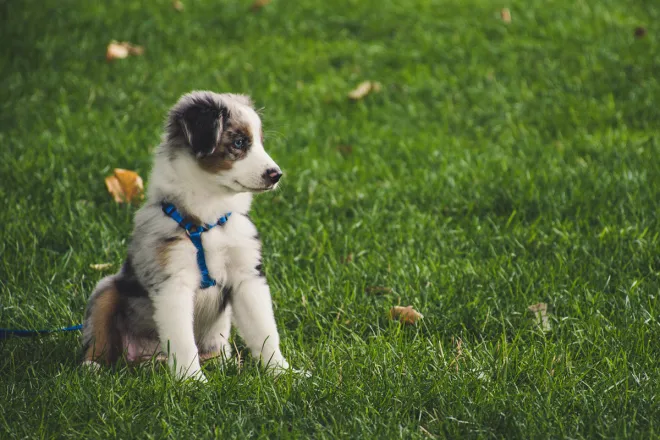 PICT Animal Dog Puppy Yard Grass - EarthTalk - Brett Sayles, Pexels