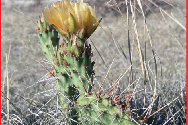 Photo of the Week - 2020-07-17 - Cactus in bloom in Kiowa County, Colorado.