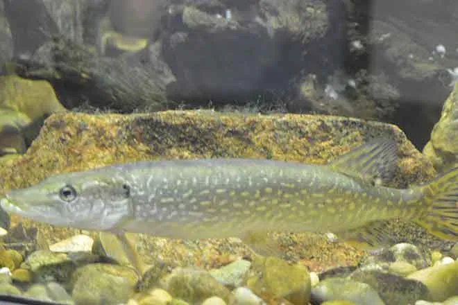 PICT Northern Pike fish - Wikimedia
