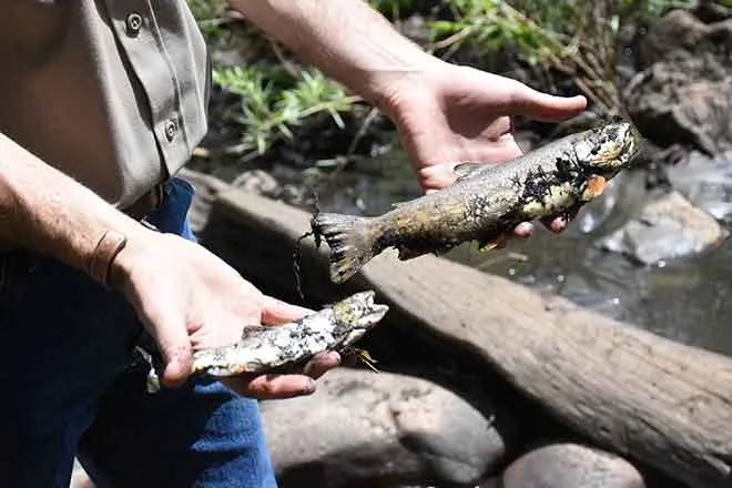 PICT 64J1 Aquatic biologist Kyle Battige holds up dead trout pulled from the bank of the Cache la Poudre River - CPW PICT 64J1 Aquatic biologist Kyle Battige holds up dead trout pulled from the bank of the Cache la Poudre River - CPW