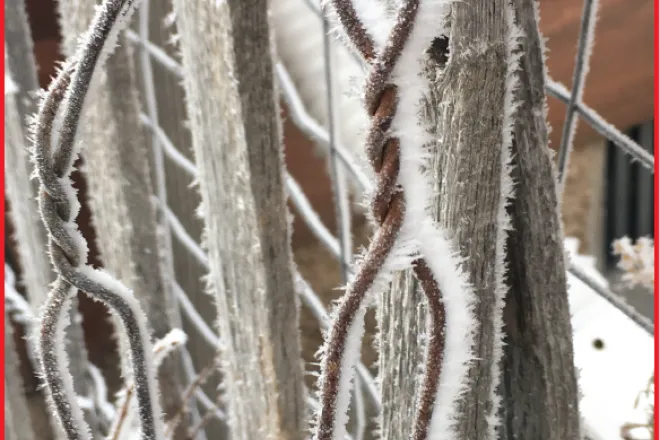 Photo of the Week - 2021-11-19 Frost on fence wire - Chris Sorensen