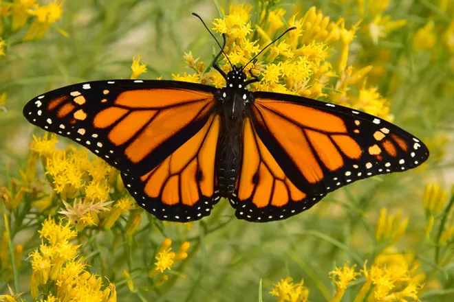 PICT monarch-butterfly-on-rabbitbrush-seedskadee - Tom Koerner - USFWS