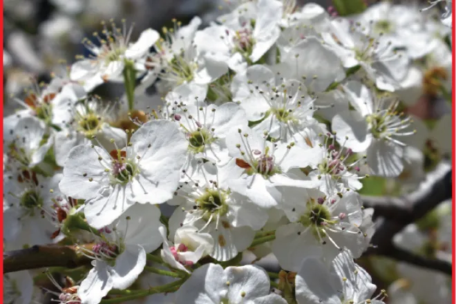 Photo of the Week - 2022-04-29 - Fruit tree blossoming in Kiowa County, Colorado - Chris Sorensen Photo of the Week - 2022-04-29 - Fruit tree blossoming in Kiowa County, Colorado - Chris Sorensen
