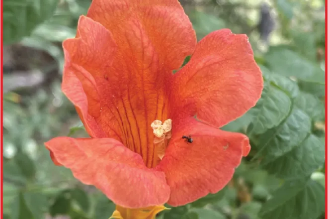 Photo of the Week - 2022-08-26 - Trumpet vine blossom - Chris Sorensen Photo of the Week - 2022-08-26 - Trumpet vine blossom - Chris Sorensen