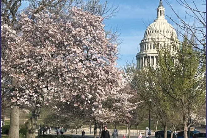Photo of the Week - 2023-04-07 - Cherry blossoms near the United States capitol - Chris Sorensen Photo of the Week - 2023-04-07 - Cherry blossoms near the United States capitol - Chris Sorensen