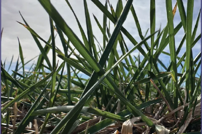 Photo of the Week - 2023-04-14 - Wheat preparing for a burst of growth over the next three months - Chris Sorensen Photo of the Week - 2023-04-14 - Wheat preparing for a burst of growth over the next three months - Chris Sorensen