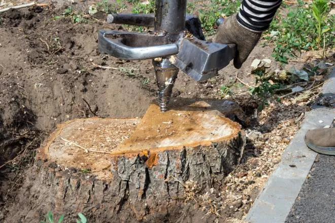 A worker is trying to cut away a large stump that’s deep in the ground. They are using a cutter to try and drill it out.