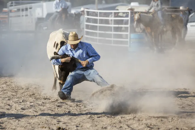 Cowboy wrestling a steer in an arena
