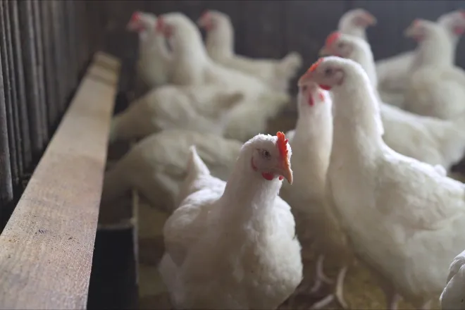 Flock of chickens in an indoor free range facility - Ruslan Sidorov - iStock-1197330374