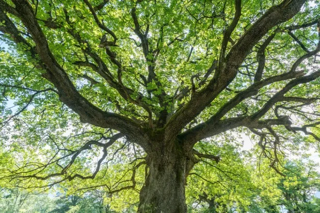 An underside view of a majestic oak tree with its branches sprawling out and the sunlight peaking through the bright green leaves.