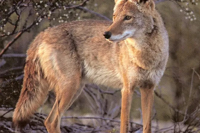 Coyote standing in brush looking back into the distance.