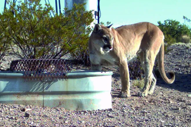 Mountain lion standing near a livestock water tank looking away in to the distance.