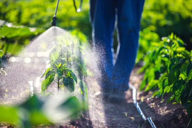 A farmer walking down a row of crops and spraying them in a shower of pesticide. The spray is illuminated by the sun.