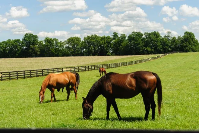 Four thoroughbred horses graze on a green pasture, as trees line the background beneath a blue sky with clouds.