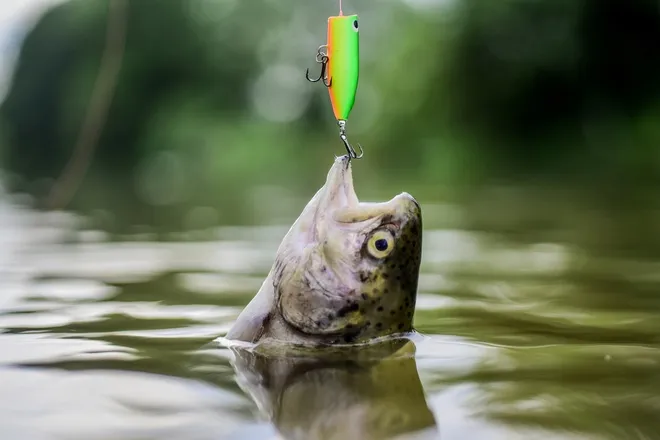 A close-up of a fish, the head coming out of the murky water. A fishing hook latches to it's mouth, pulling it from the water.