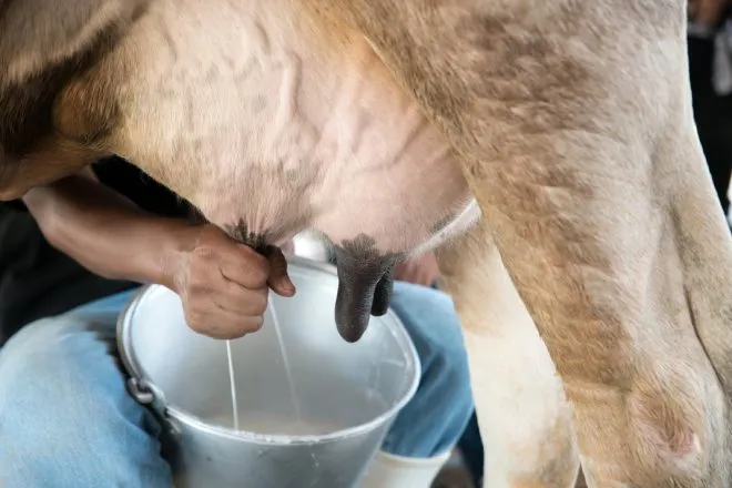 A close-up of a person milking a dairy cow. The milk squirts into a pail between the person's legs.