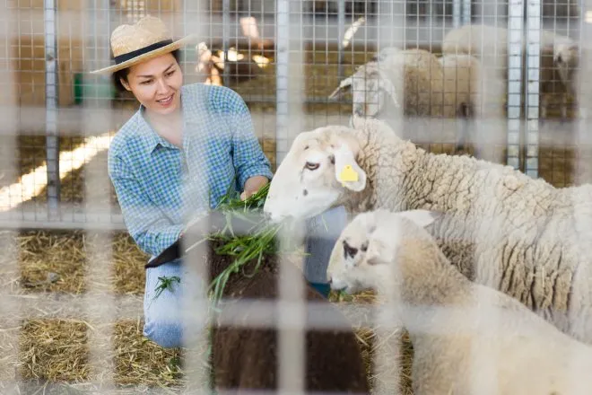 A woman sits outside on her land, wearing a straw hat, and feeds a herd of fluffy, white sheep in a farm stall.