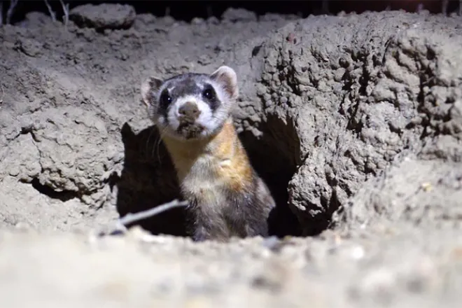 PICT - Black Footed Ferret - CPW