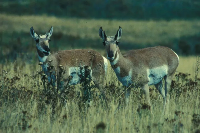 Animal - Antelope Pronghorn Bucks - USFWS Animal - Antelope Pronghorn Bucks - USFWS