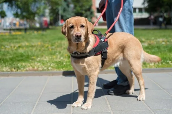 Ways service dogs help people with disabilities