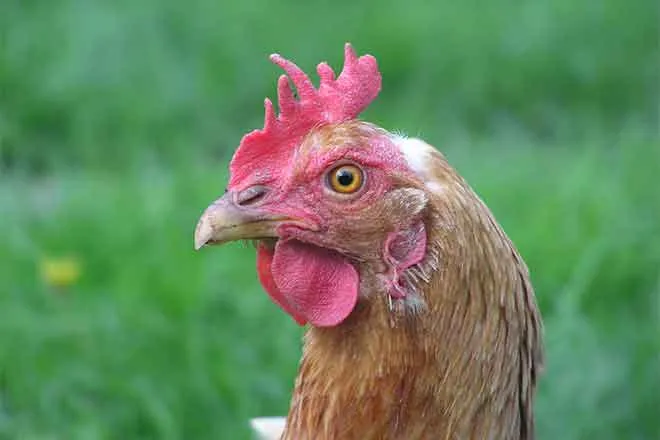 PROMO 64J1 Animal - Chicken Hen - Wikimedia