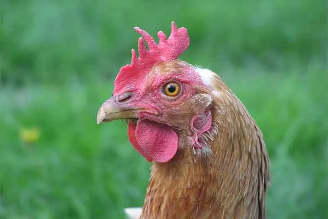 PROMO 64J1 Animal - Chicken Hen - Wikimedia PROMO 64J1 Animal - Chicken Hen - Wikimedia