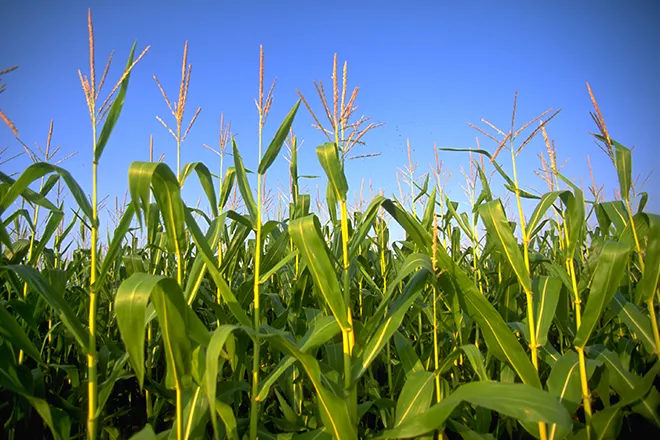 PROMO 660 x 440 Agriculture - Corn - FEMA PROMO 660 x 440 Agriculture - Corn - FEMA