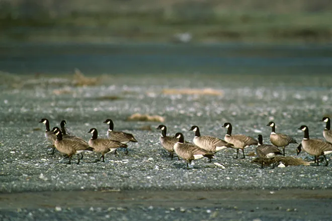 Canada hotsell goose promo