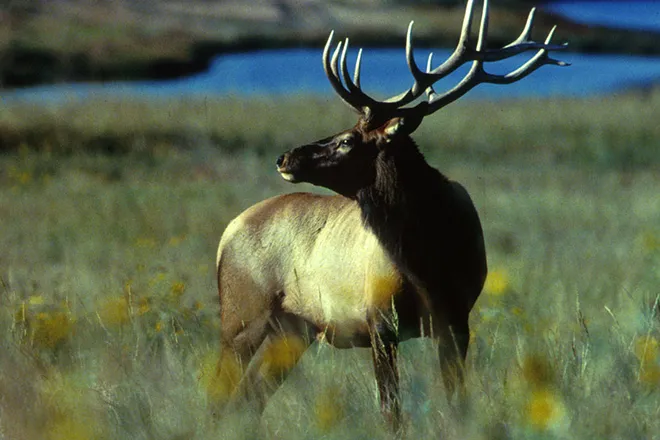 PROMO 660 x 440 Animal - Bull elk - USFWS