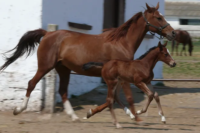 PROMO 660 x 440 Animal - Horse colt PROMO 660 x 440 Animal - Horse colt