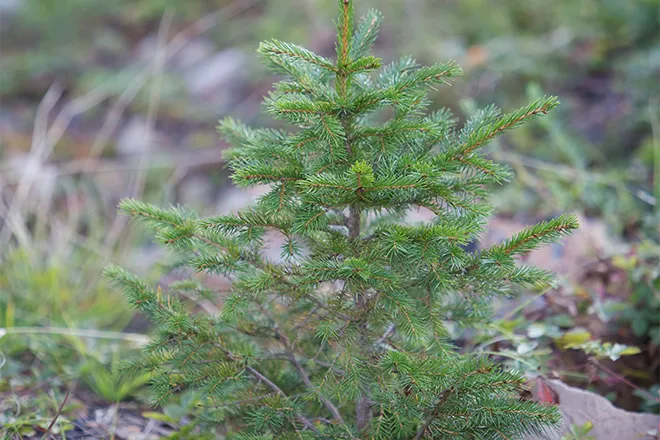 PROMO 660 x 440 Outdoors - Red Spruce Tree PROMO 660 x 440 Outdoors - Red Spruce Tree